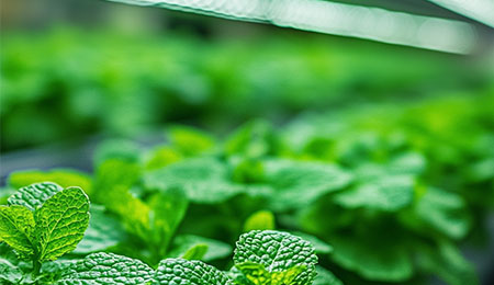 垂直农场薄荷种植的光配方优化