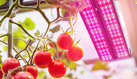 小番茄生长周期缩短的秘诀：LED灯如何加速植物生长？