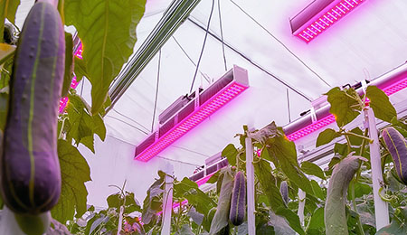 LED植物灯如何助力黄瓜种植？
