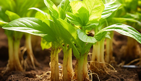 🌱 根茎植物的照明需求 🌱