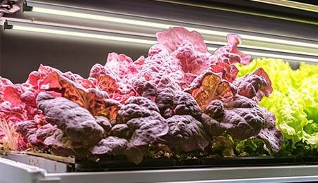 什么是全光谱植物灯？有什么特点和作用？