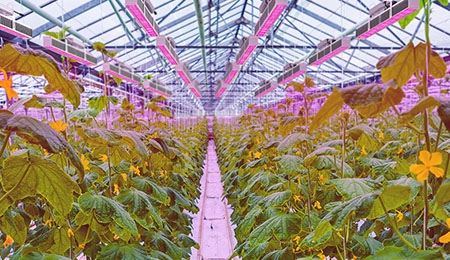 如何判断植物灯照明方案是否专业？如何读懂和理解它？