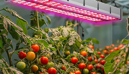 植物灯的‘光均匀性’：为什么高PPFD平均值可能掩盖‘光斑’问题